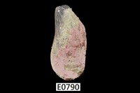 藏品(雲雀殼菜蛤)的圖片